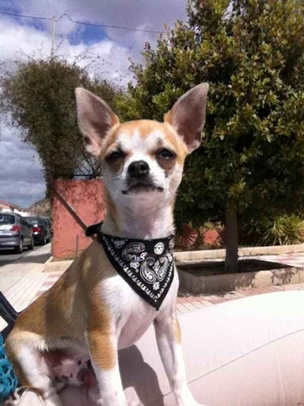 mi perrito tous