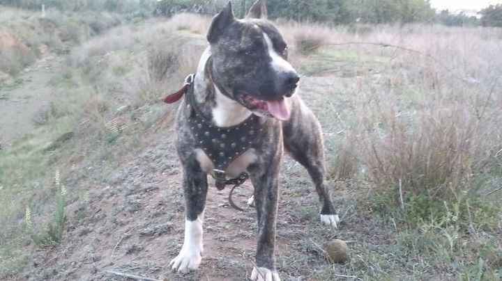mi mico