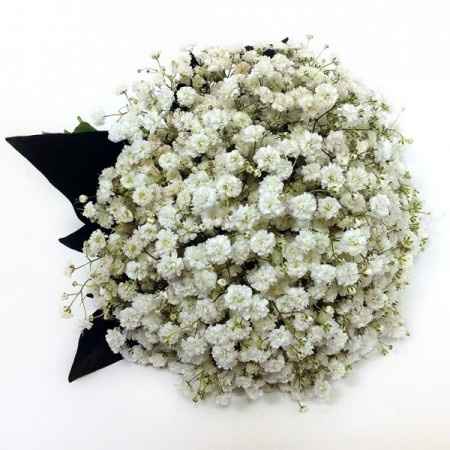 Paniculata