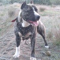 mi mico