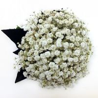 Paniculata