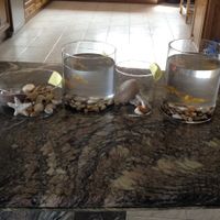 centros con peces