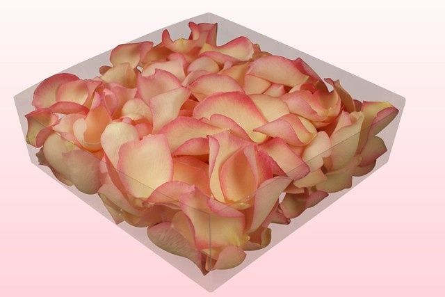 Petalos de rosa