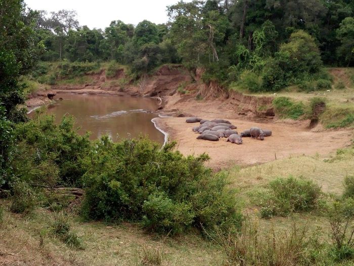 Viaje a Kenia+tanzania o solo Tanzania - 2