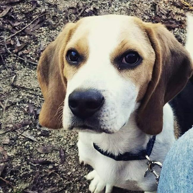 ¿Cómo se llama vuestra mascota? - 1
