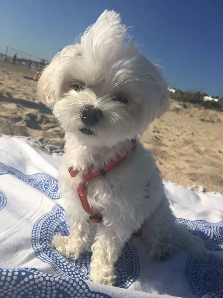 ¿Cómo se llama vuestra mascota? - 1