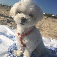 ¿Cómo se llama vuestra mascota? - 1