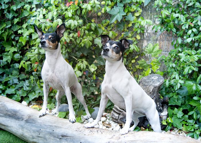 ¿Tenéis peluditos en casa? 2