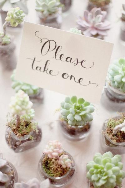 Plantas crasas - 3