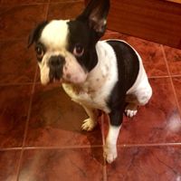 Nuestras mascotas!! - 1