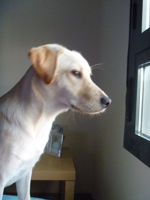 Mi niña