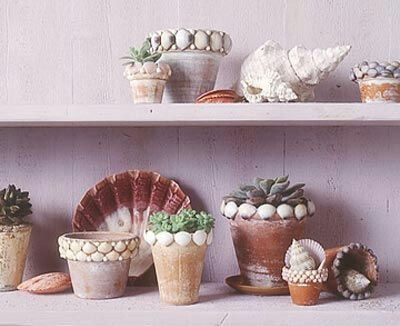 Conchas de mar - 2