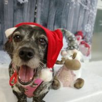 ¿Cómo se llama vuestra mascota? 🐶 - 1