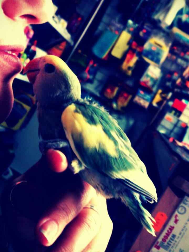 mi agaporni