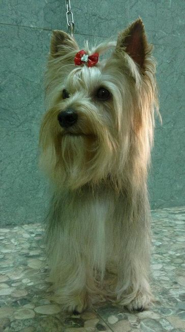 aika yorki
