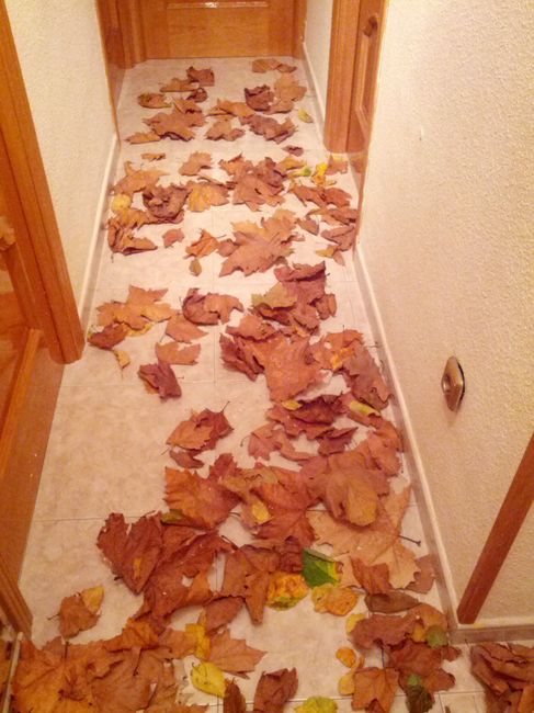 otoño en el pasillo