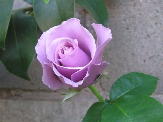 Rosa de color lila