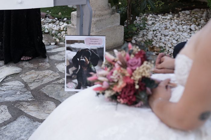 Perrita presente el día B. 1