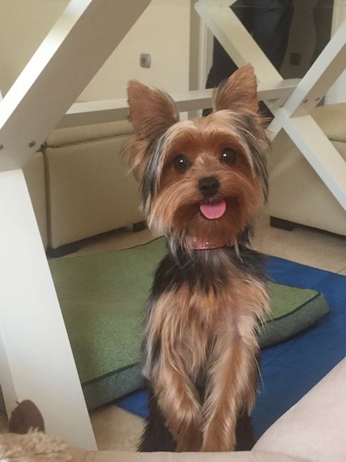¿Cómo se llama vuestra mascota? - 1