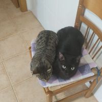 ¿Tener mascota o no? - 1