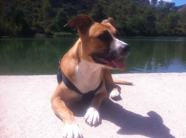 Mi Tola