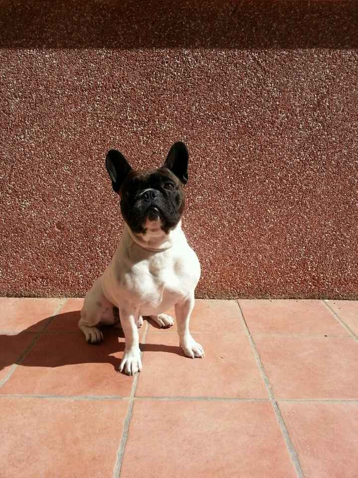 Nuevo integrante de la familia - 1