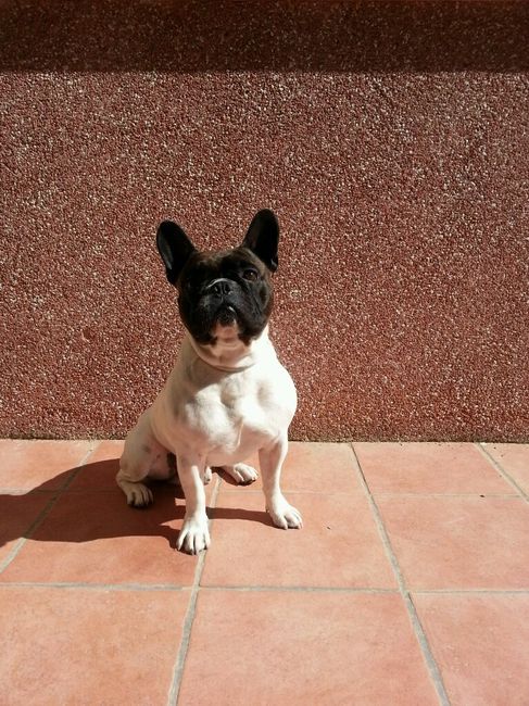 Nuevo integrante de la familia - 1