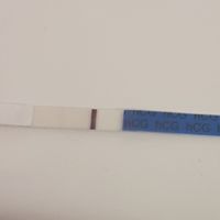 Duda - 1