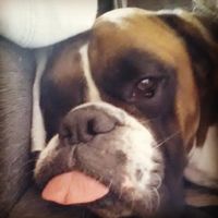 ¿Cómo se llama vuestra mascota? - 2