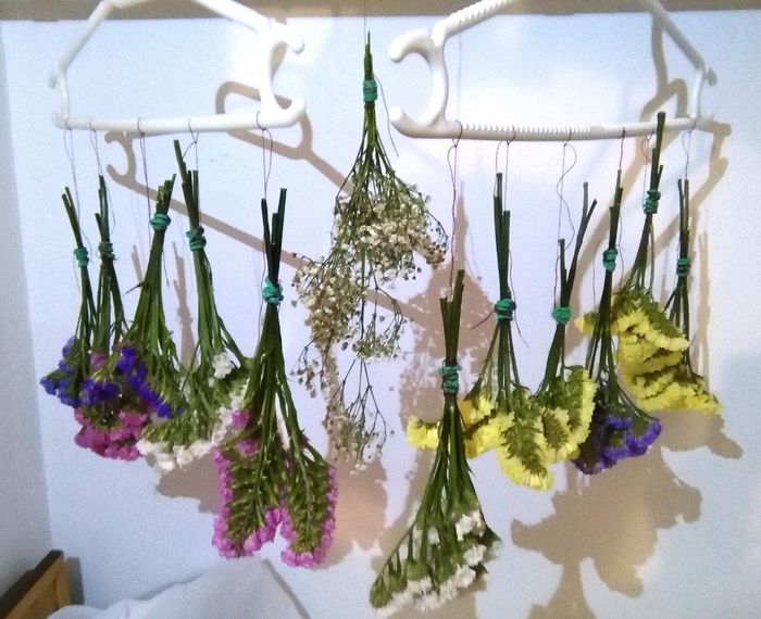 Mis Flores Secas, Semprevivas y Paniculata