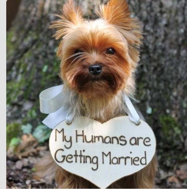 my yorky