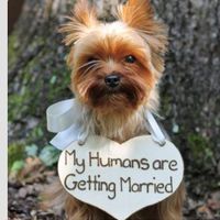 my yorky