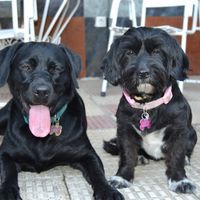 ¿Cómo se llama vuestra mascota? - 1