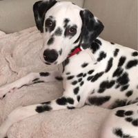 ¿Cómo se llama vuestra mascota? - 2