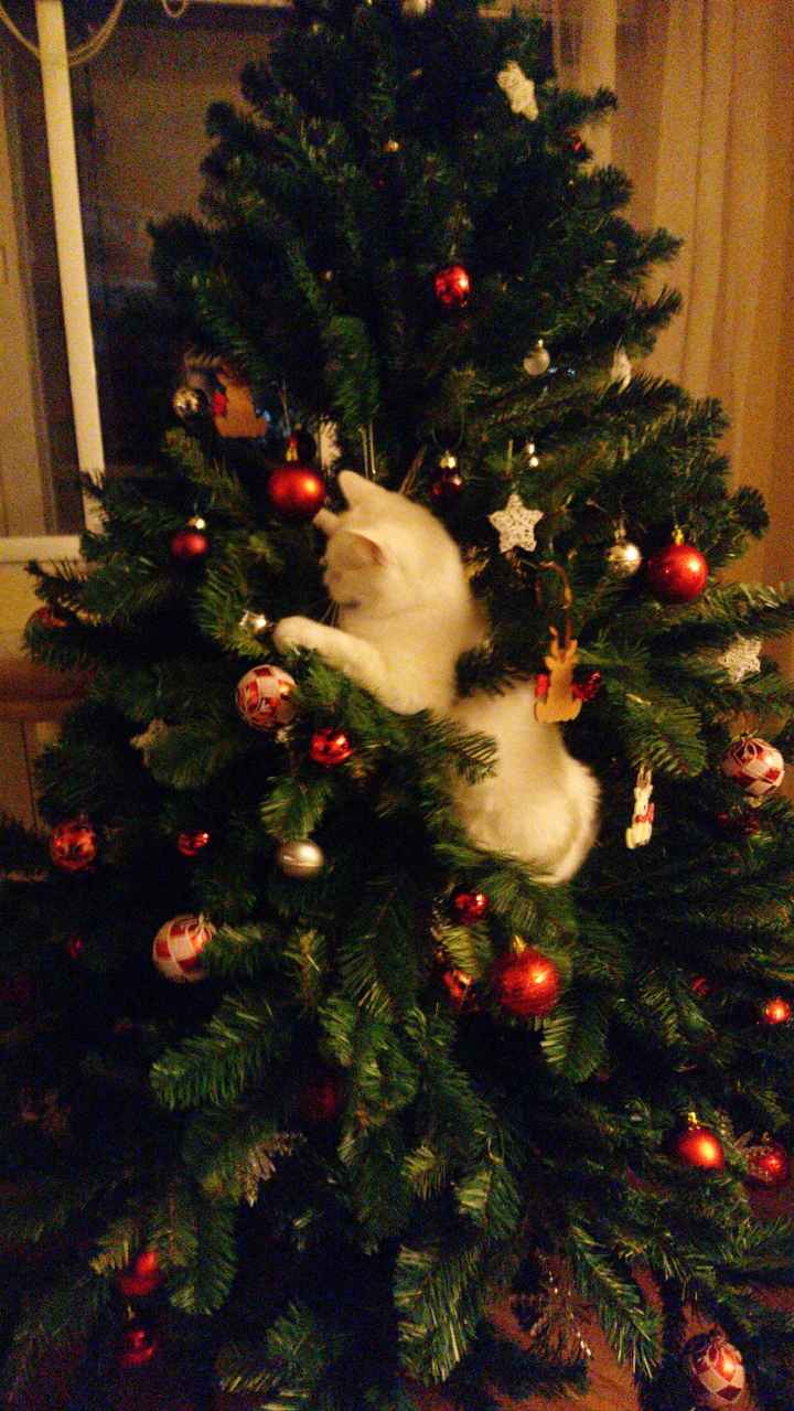 Gatita y árbol de navidad
