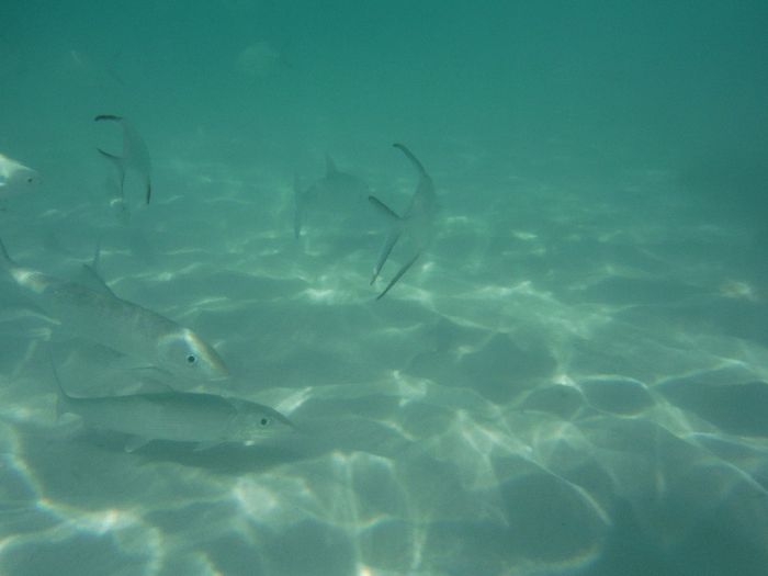 Peces