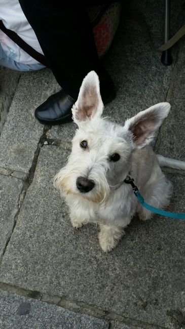 Nuestras mascotas!! - 1