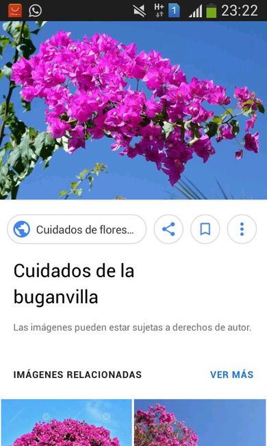  Necesito ayuda con el ramo - 1