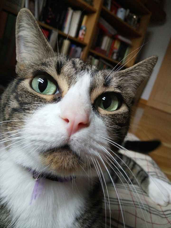 ¿Cómo se llama vuestra mascota? - 2