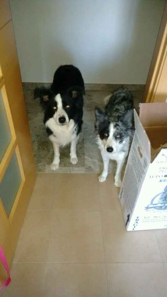 Nuestras mascotas!! - 1
