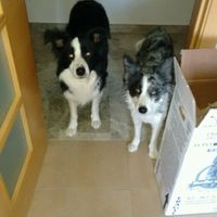 Nuestras mascotas!! - 1