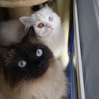 Nuestras mascotas!! - 3