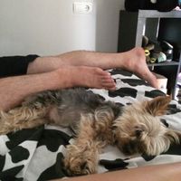 Como se adaptaron vuestras parejas a vuestras mascotas? - 1