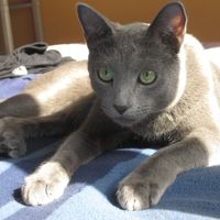 leo :)