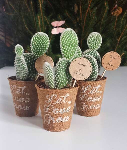 foto mini cactus detalles invitados