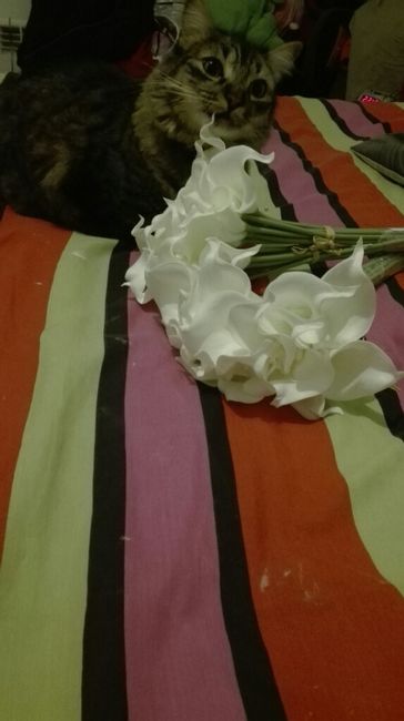 Ya ha llegado mi estola! - 1