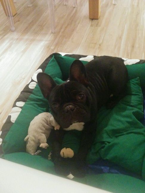 Nuestras mascotas!! - 1
