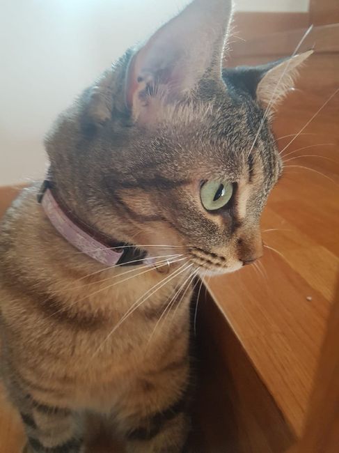 ¿Cómo se llama vuestra mascota? - 1