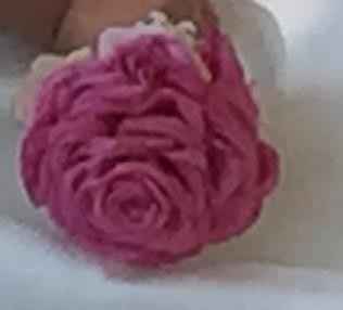 rosmelia rosa