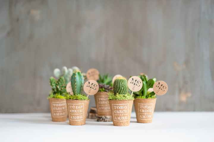 💐 Plantas suculentas: ¿Sí o no? - 1